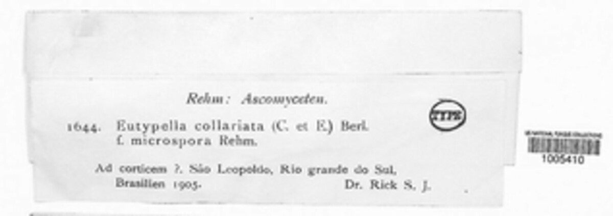 Eutypella collariata image
